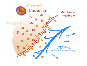 c-vitale-liposomes-lasne